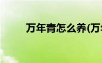 万年青怎么养(万年青怎么养 水培)