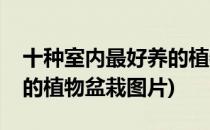 十种室内最好养的植物盆栽(十种室内最好养的植物盆栽图片)