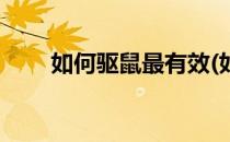 如何驱鼠最有效(如何驱鼠最有效果)