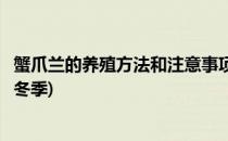 蟹爪兰的养殖方法和注意事项(蟹爪兰的养殖方法和注意事项冬季)