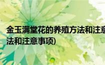 金玉满堂花的养殖方法和注意事项(多肉金玉满堂花的养殖方法和注意事项)