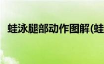 蛙泳腿部动作图解(蛙泳腿部动作图解视频)