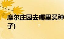 摩尔庄园去哪里买种子(摩尔庄园去那里买种子)