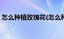 怎么种植玫瑰花(怎么种植玫瑰花的养护方法)