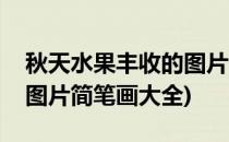 秋天水果丰收的图片简笔画(秋天水果丰收的图片简笔画大全)