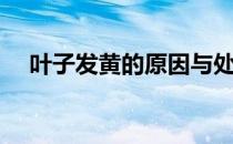 叶子发黄的原因与处理方法（叶子发黄）