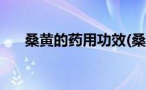 桑黄的药用功效(桑树桑黄的药用功效)