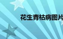 花生青枯病图片（花生青枯病）