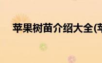 苹果树苗介绍大全(苹果树苗介绍大全图)