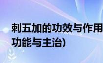 刺五加的功效与作用(刺五加的功效与作用的功能与主治)