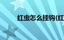 红虫怎么挂钩(红虫怎么挂钩图片)