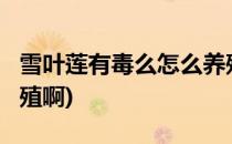 雪叶莲有毒么怎么养殖(雪叶莲有毒么?怎么养殖啊)