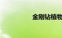 金刚钻植物（金刚钻）