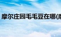 摩尔庄园毛毛豆在哪(摩尔庄园毛毛豆在哪里)