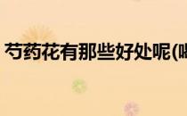 芍药花有那些好处呢(喝芍药花的好处与坏处)