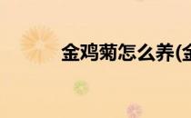 金鸡菊怎么养(金鸡菊怎么养殖)