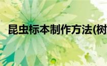 昆虫标本制作方法(树脂昆虫标本制作方法)