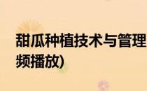 甜瓜种植技术与管理(甜瓜种植技术与管理视频播放)