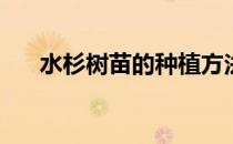 水杉树苗的种植方法(水杉树怎么育苗)