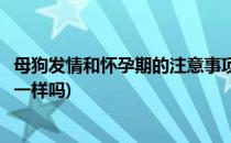 母狗发情和怀孕期的注意事项(母狗发情和怀孕期的注意事项一样吗)