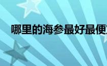 哪里的海参最好最便宜?（哪里海参便宜）