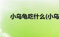 小乌龟吃什么(小乌龟吃什么?怎么养?)