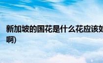 新加坡的国花是什么花应该如何养殖(新加坡的国花是什么花啊)