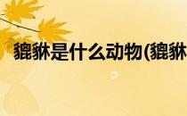 貔貅是什么动物(貔貅是什么动物代表什么)
