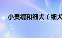 小灵缇和细犬（细犬和灵缇有什么区别）