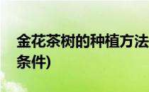 金花茶树的种植方法(金花茶树的种植方法和条件)