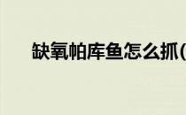 缺氧帕库鱼怎么抓(缺氧帕库鱼怎么放)