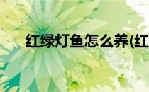 红绿灯鱼怎么养(红绿灯鱼怎么养繁殖)