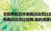 北极熊和百米赛跑运动员比短跑谁的速度更快(北极熊和百米赛跑运动员比短跑,谁的速度更快些)