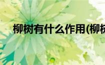 柳树有什么作用(柳树有什么作用是什么)