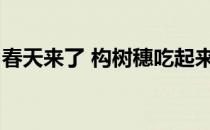 春天来了 构树穗吃起来(构树穗什么时候能吃)