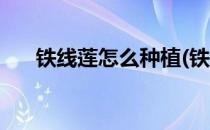 铁线莲怎么种植(铁线莲怎么种植方法)