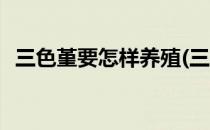 三色堇要怎样养殖(三色堇要怎样养殖视频)