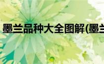 墨兰品种大全图解(墨兰品种大全图解及名称)