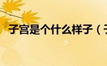 子宫是个什么样子（子宫是什么样子图片）
