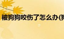 被狗狗咬伤了怎么办(狗被自己咬伤了怎么办)