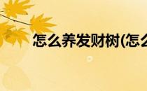 怎么养发财树(怎么养发财树盆栽好)