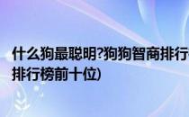 什么狗最聪明?狗狗智商排行榜前十(什么狗最聪明?狗狗智商排行榜前十位)