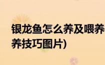 银龙鱼怎么养及喂养技巧(银龙鱼怎么养及喂养技巧图片)