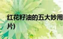 红花籽油的五大妙用(红花籽油的五大妙用图片)