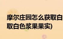 摩尔庄园怎么获取白色浆果(摩尔庄园怎么获取白色浆果果实)