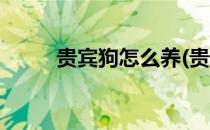 贵宾狗怎么养(贵宾狗怎么养才好)