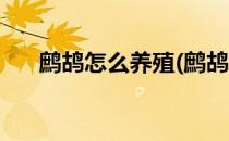 鹧鸪怎么养殖(鹧鸪怎么养殖适应温度)