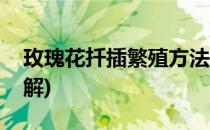 玫瑰花扦插繁殖方法(玫瑰花扦插繁殖方法图解)