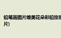 铅笔画图片唯美花朵彩铅玫瑰花教程图片(铅笔彩绘玫瑰花图片)