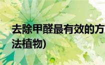 去除甲醛最有效的方法(去除甲醛最有效的方法植物)
